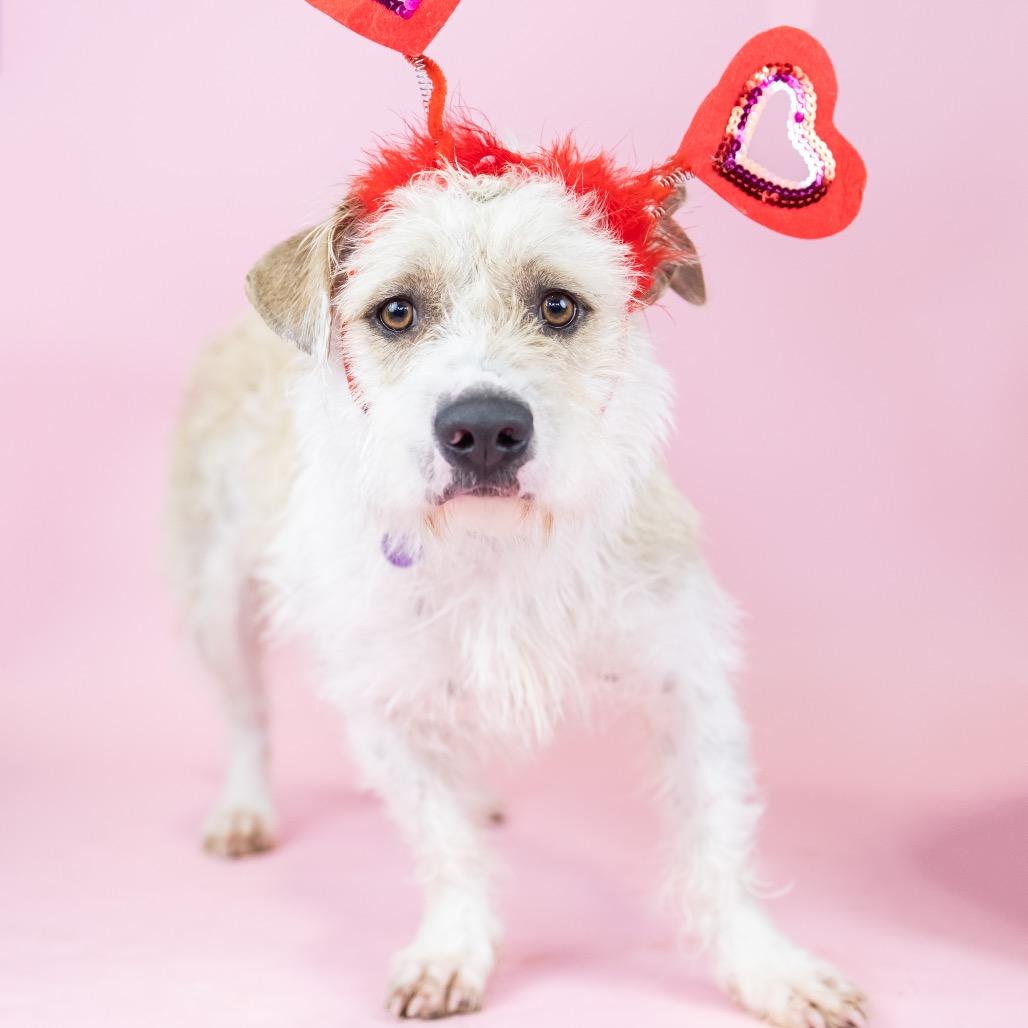 Elvis, Adoptable, Adult Male Terrier & Pit Bull Terrier.