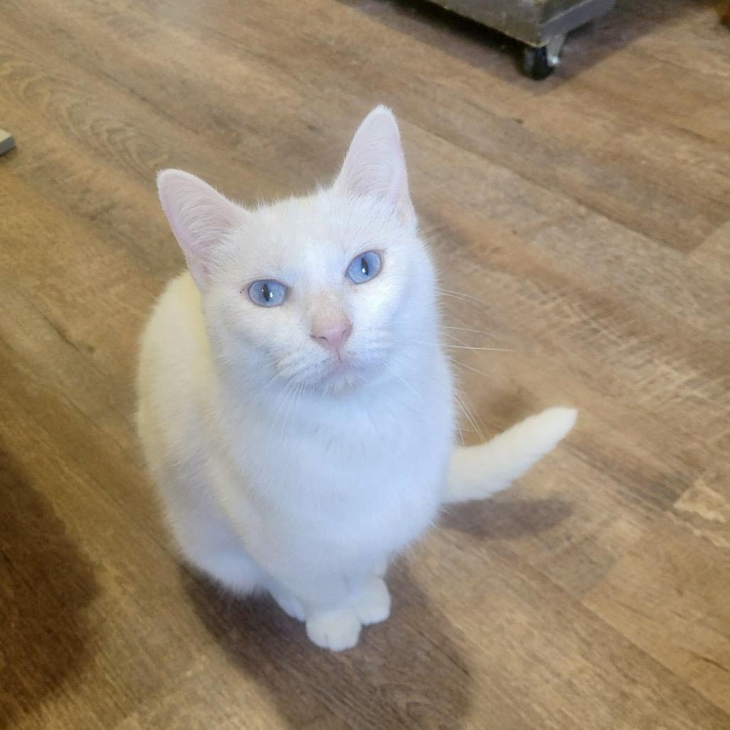 Opal, Adoptable, Adult Female Domestic Short Hair.
