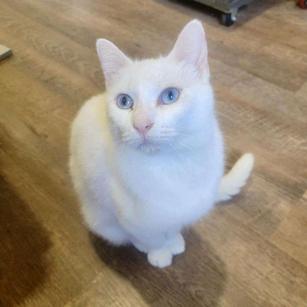 Enlarge Opal, a Adoptable Domestic Short Hair in Park Falls, WI image 2/3