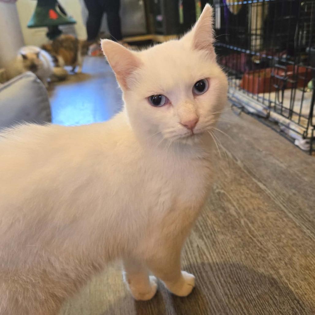 Enlarge Opal, a Adoptable Domestic Short Hair in Park Falls, WI image 1/1