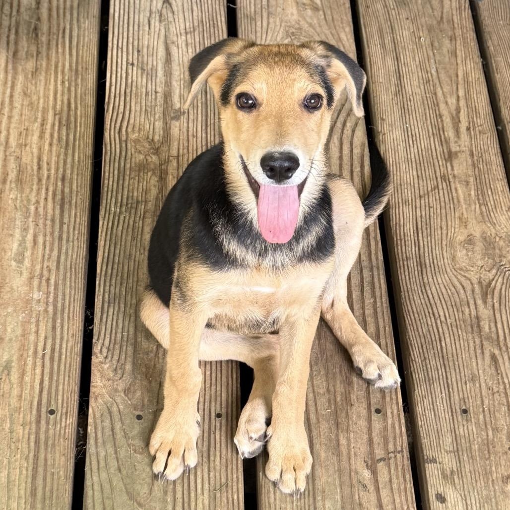 Daisie Mae - Sugar Spice and a Whole Lotta Puppy Say hello to Daisie Mae a 5-month-old 26-pound