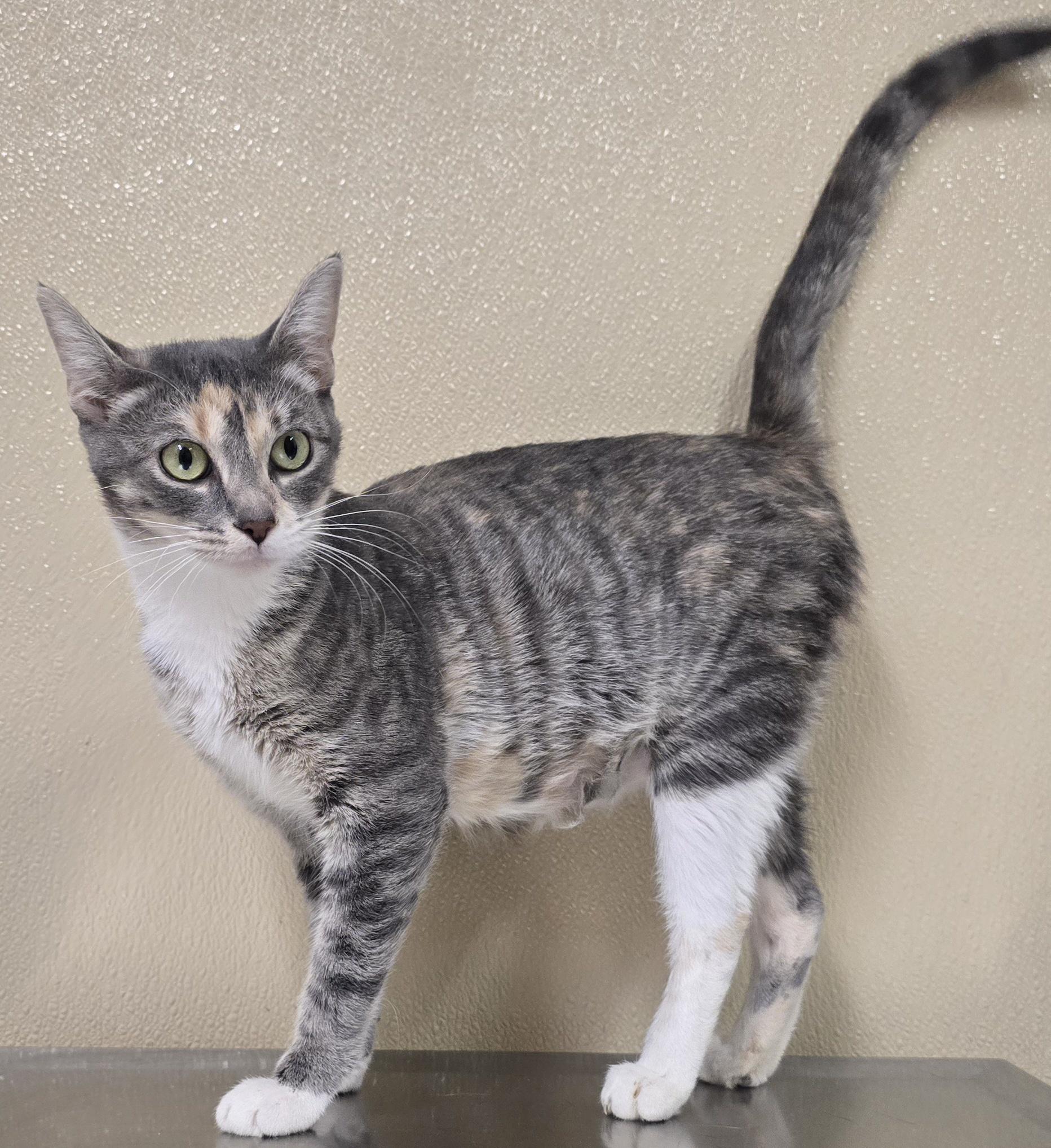 Sally, an adoptable mixed breed in Brainerd, MN image 2/2