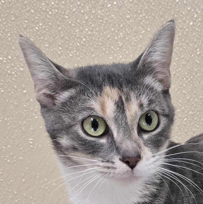 Sally, adoptable, Adult Female Domestic Short Hair & Tabby.