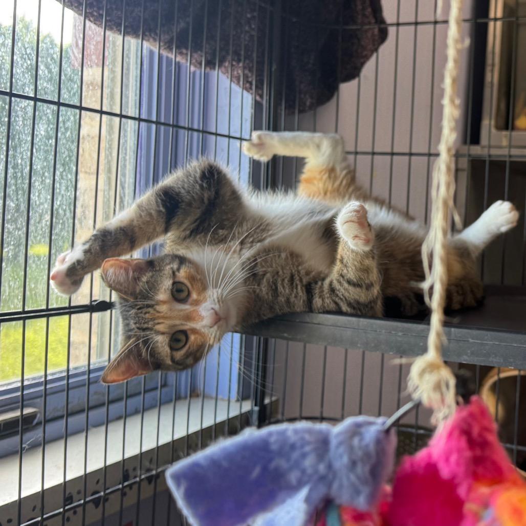 Enlarge Rhea, a Adoptable Domestic Short Hair in Easton, PA image 1/6