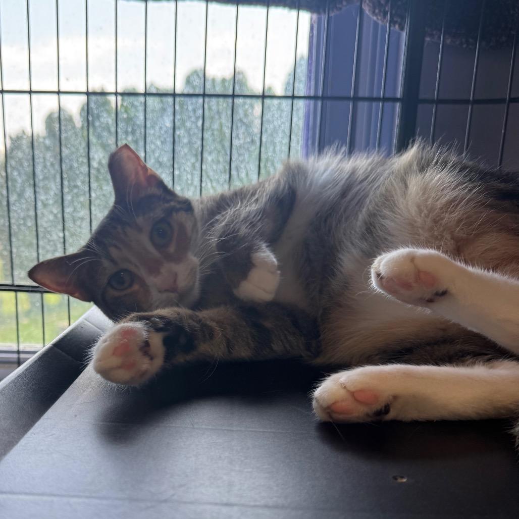 Enlarge Rhea, a Adoptable Domestic Short Hair in Easton, PA image 3/6