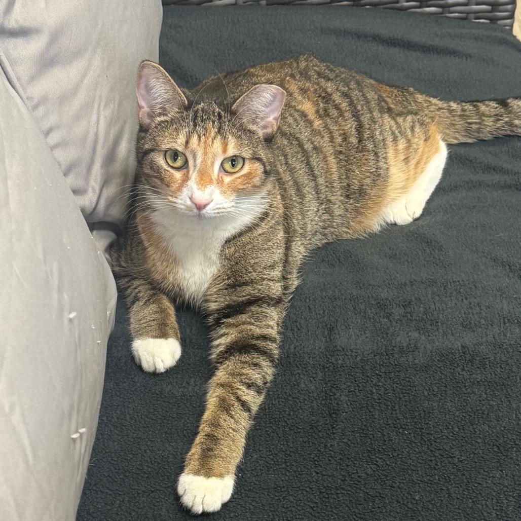 Enlarge Rhea, a Adoptable Domestic Short Hair in Easton, PA image 5/6