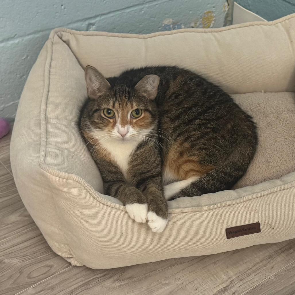 Enlarge Rhea, a Adoptable Domestic Short Hair in Easton, PA image 6/6