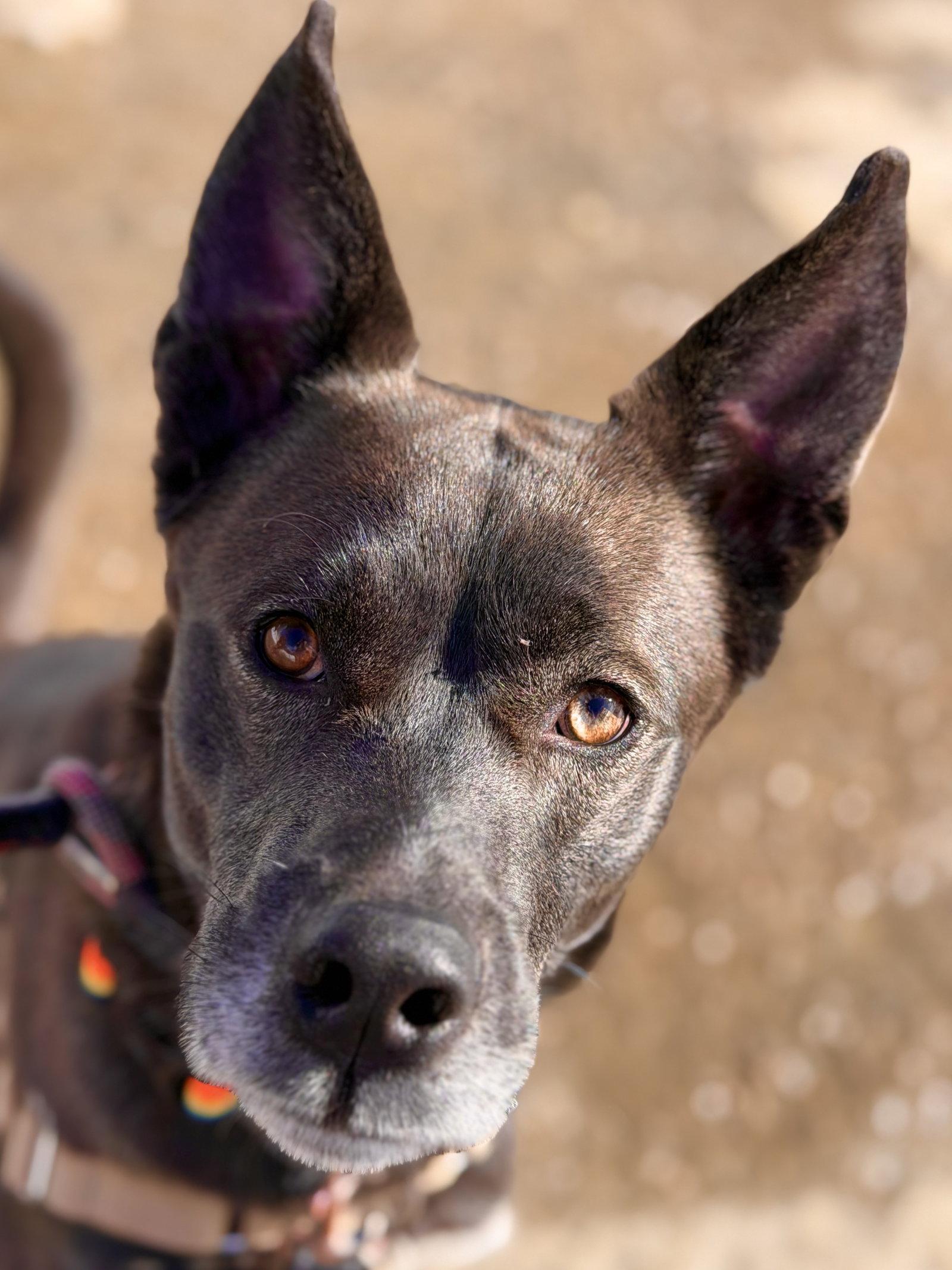 Dior, Adoptable, Adult Male Husky.
