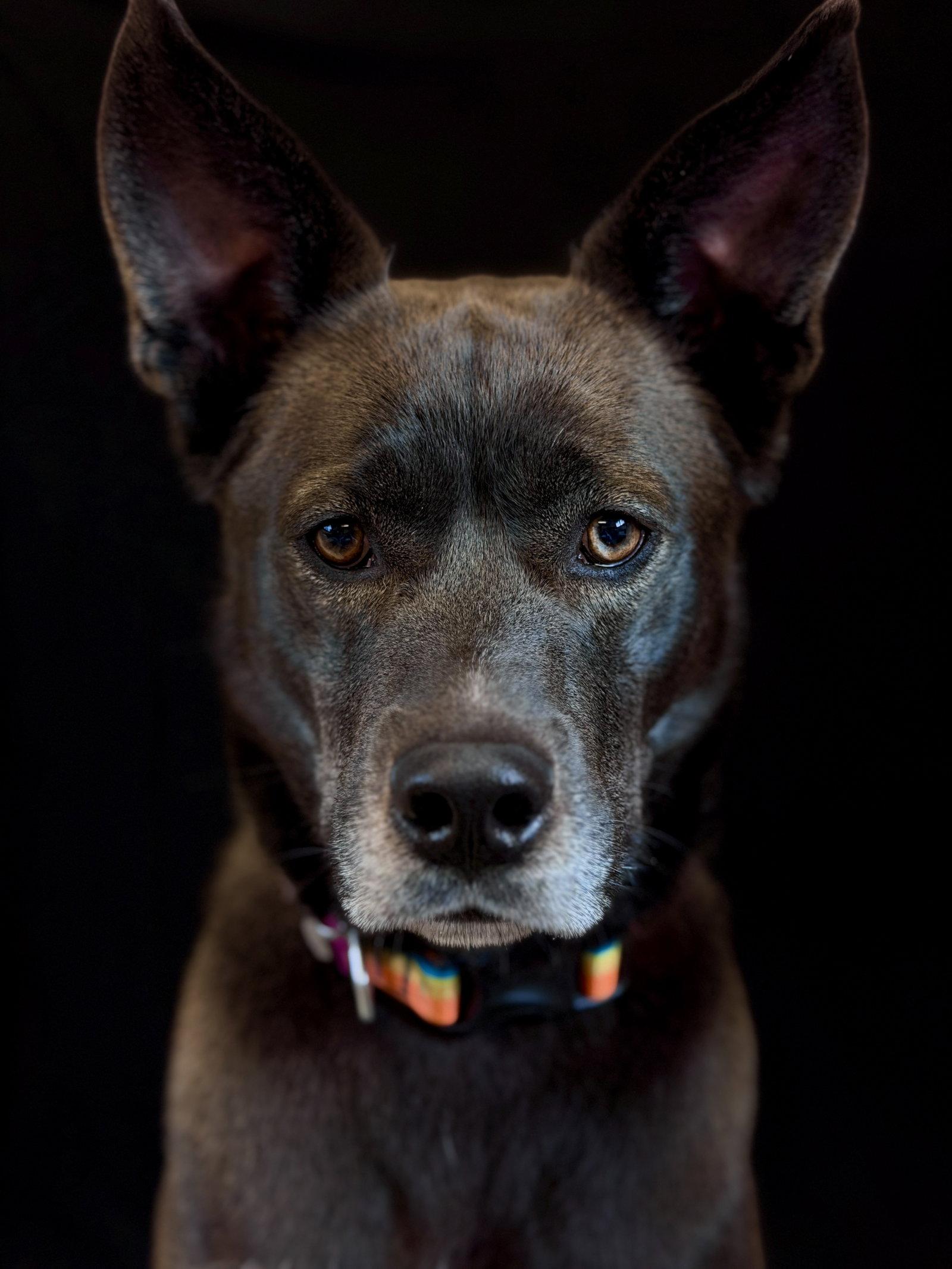 Dior, Adoptable, Adult Male Husky.