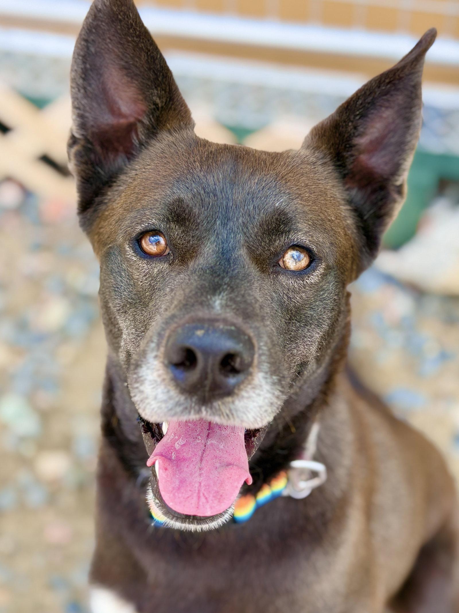 Enlarge Dior, a Adoptable Husky in West Cornwall, CT image 2/3