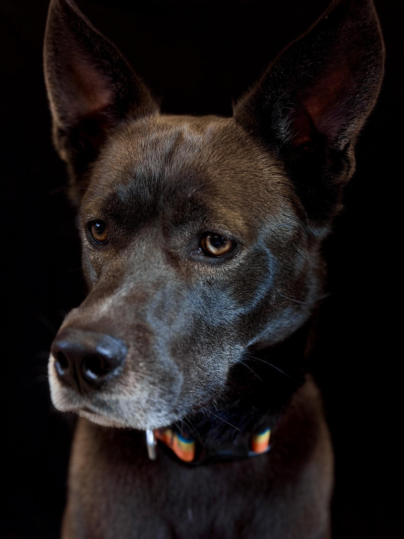 Enlarge Dior, a Adoptable Husky in West Cornwall, CT image 3/3