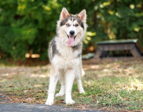 Acadia, Adopted, Young Female Husky.