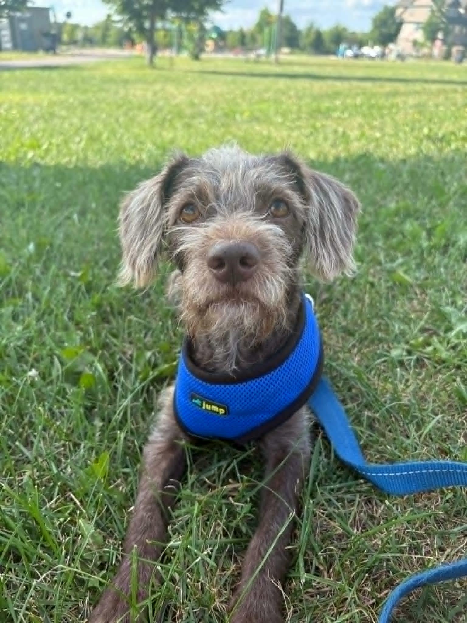 Mona 4808, Adopted, Adult Female Poodle & Schnauzer.