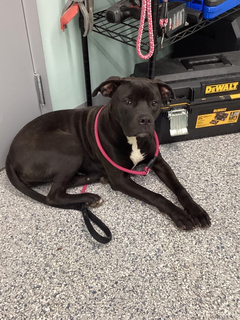 Emmy, Adoptable, Young Female Terrier.