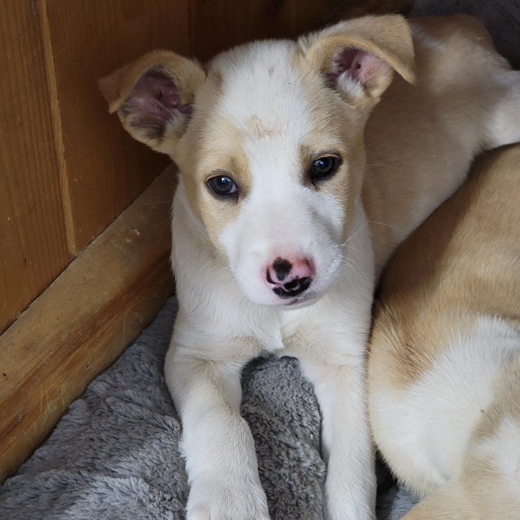 Waylon, Adoptable, Puppy Male Mixed Breed.