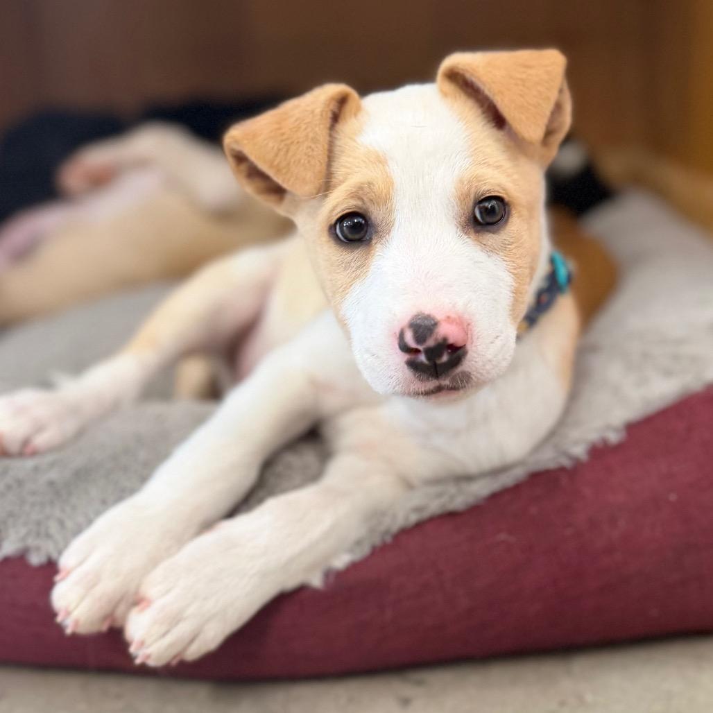 Enlarge Waylon, a Adoptable Mixed Breed in Spanish Fork, UT image 2/3