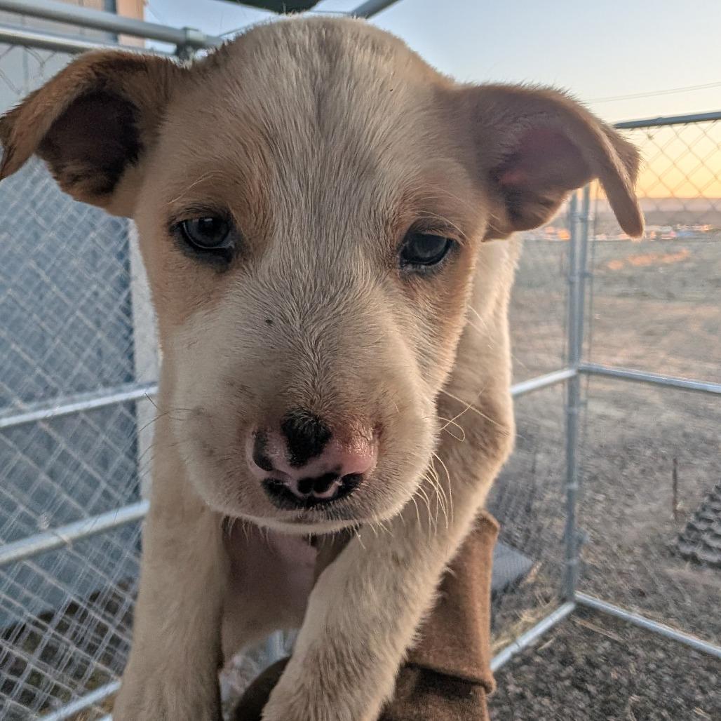 Enlarge Waylon, a Adoptable Mixed Breed in Spanish Fork, UT image 3/3