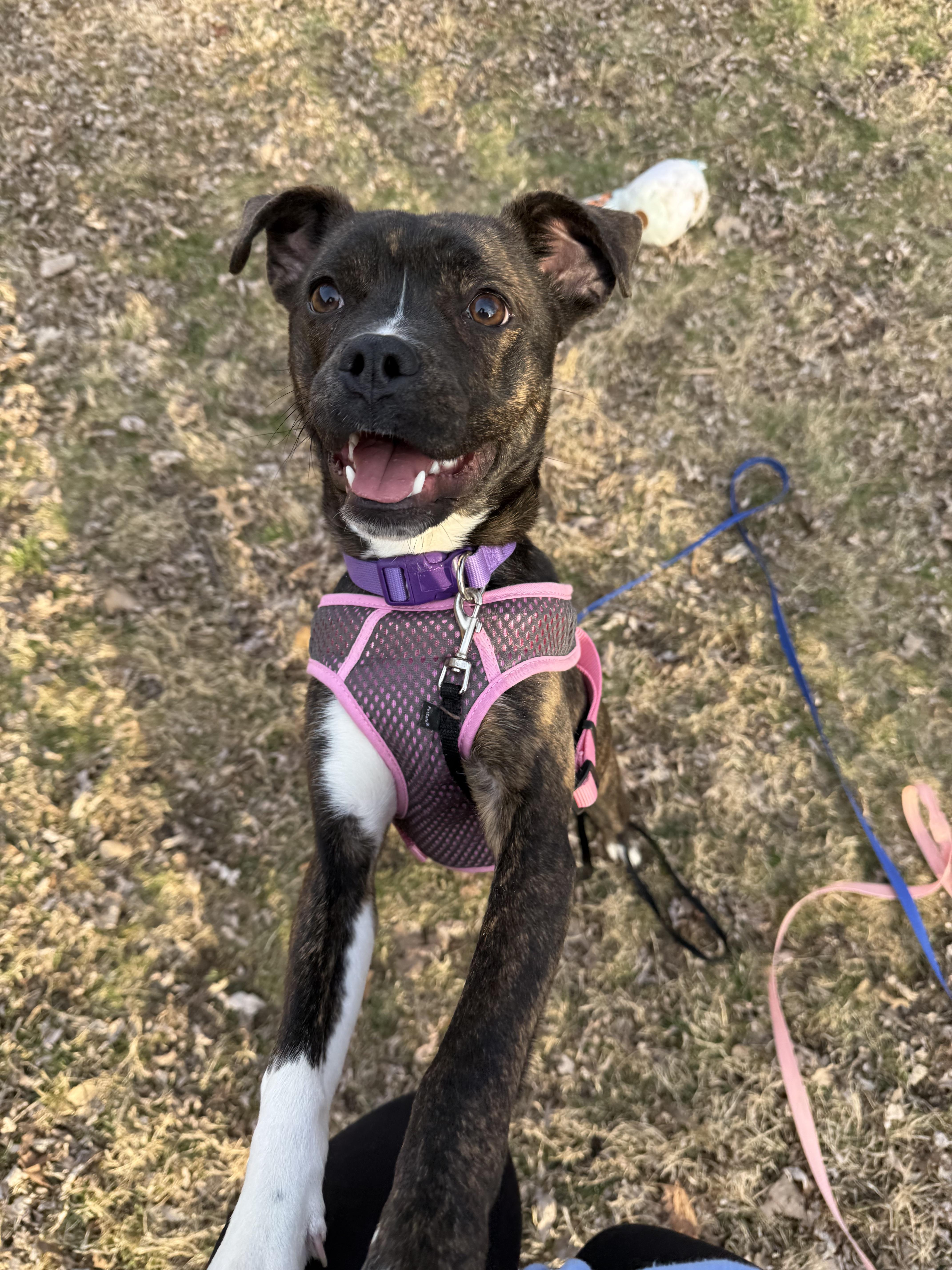 Enlarge Stevie, an adopted mixed breed in INDIANAPOLIS, IN image 3/6