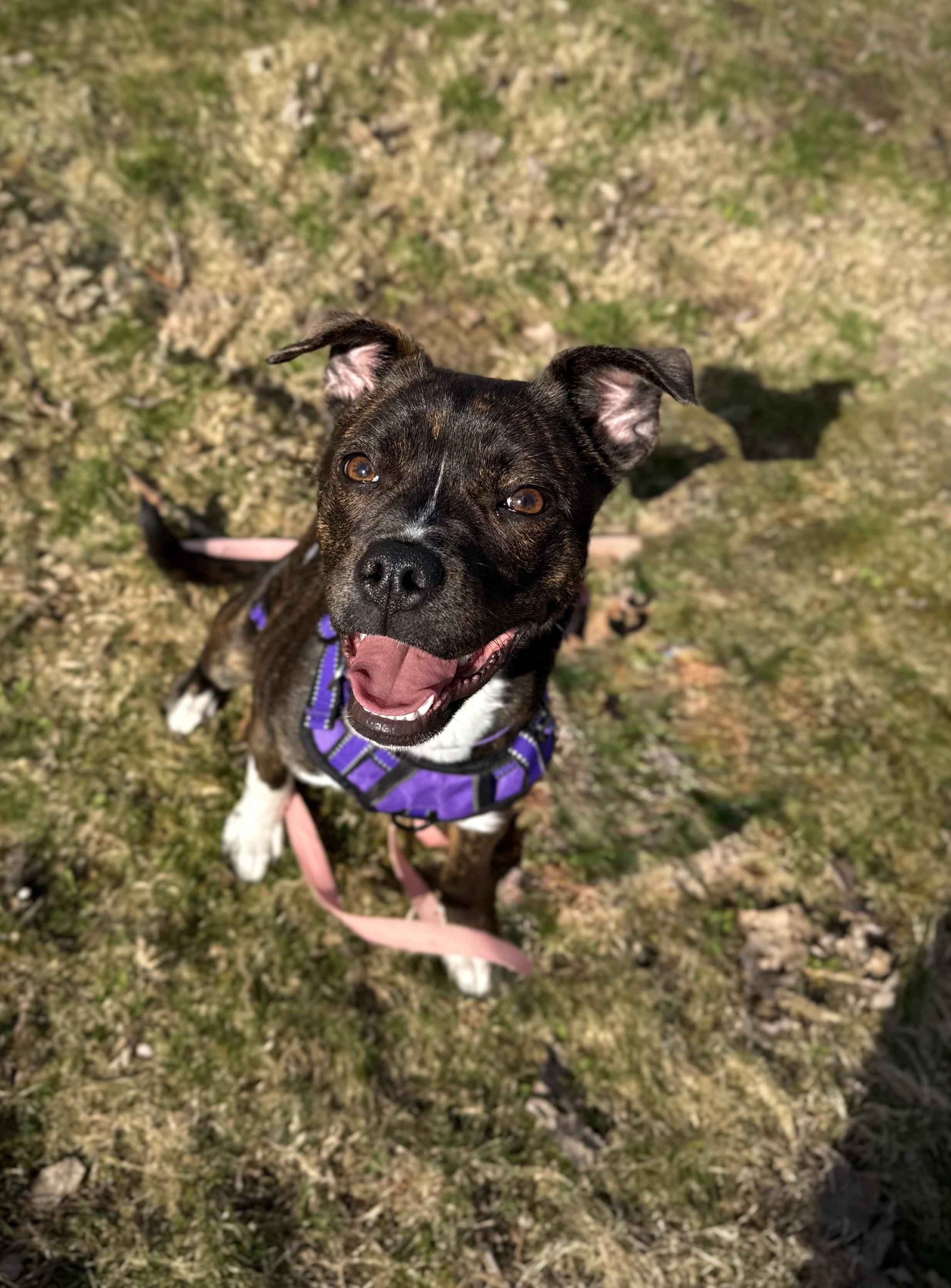Enlarge Stevie, an adopted mixed breed in INDIANAPOLIS, IN image 4/6