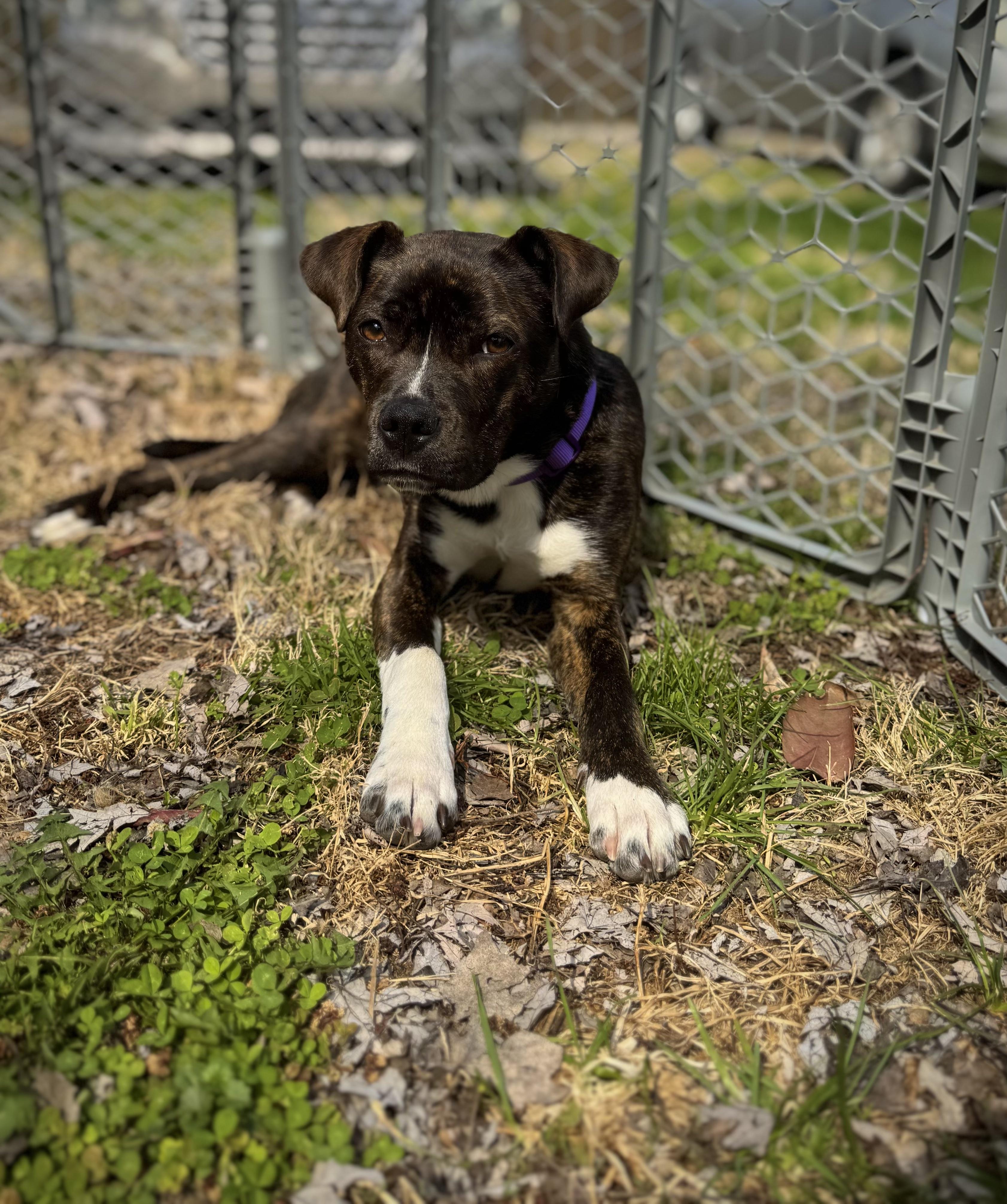 Enlarge Stevie, an adopted mixed breed in INDIANAPOLIS, IN image 2/6