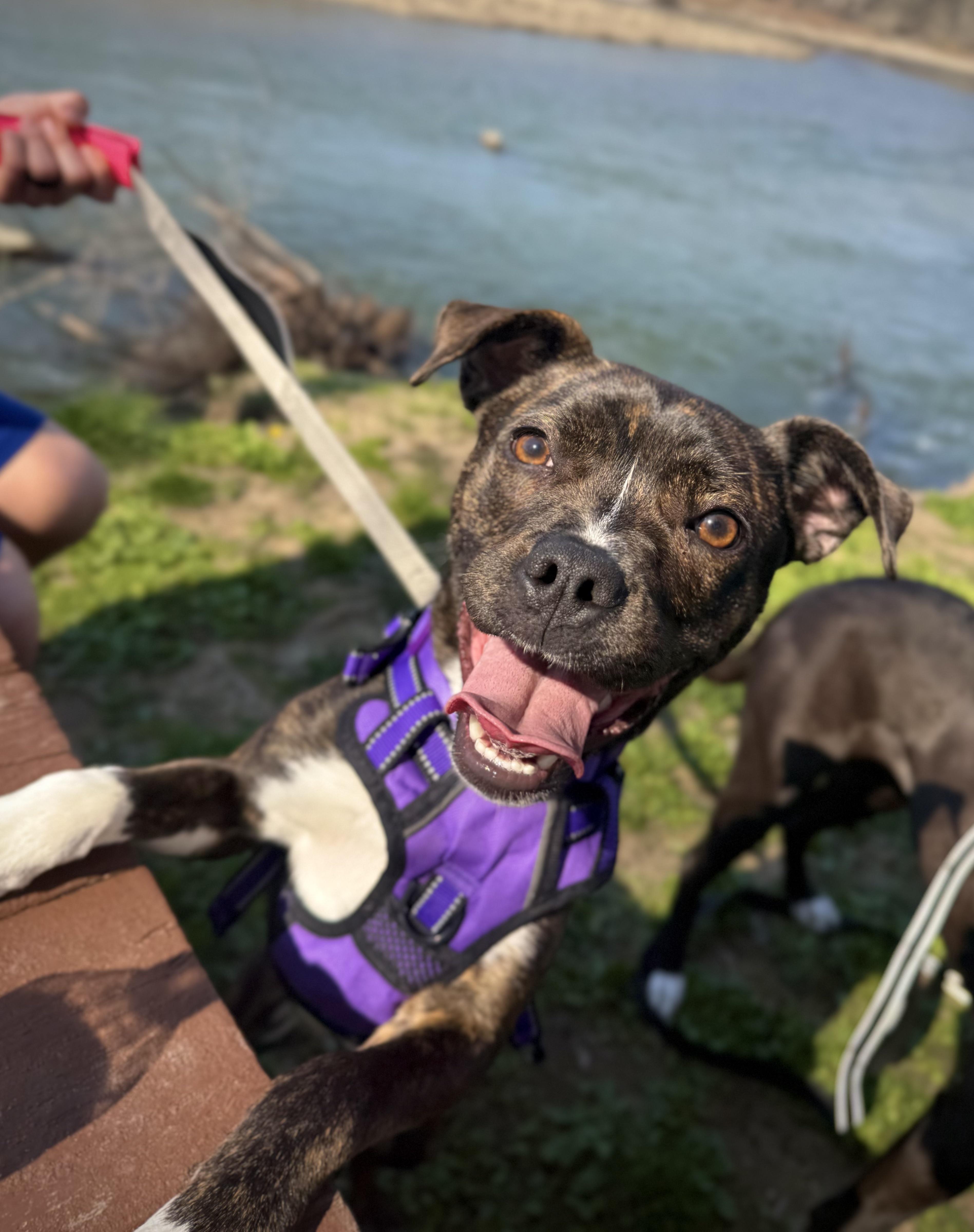 Stevie, adopted, Young Female Boxer & American Staffordshire Terrier.
