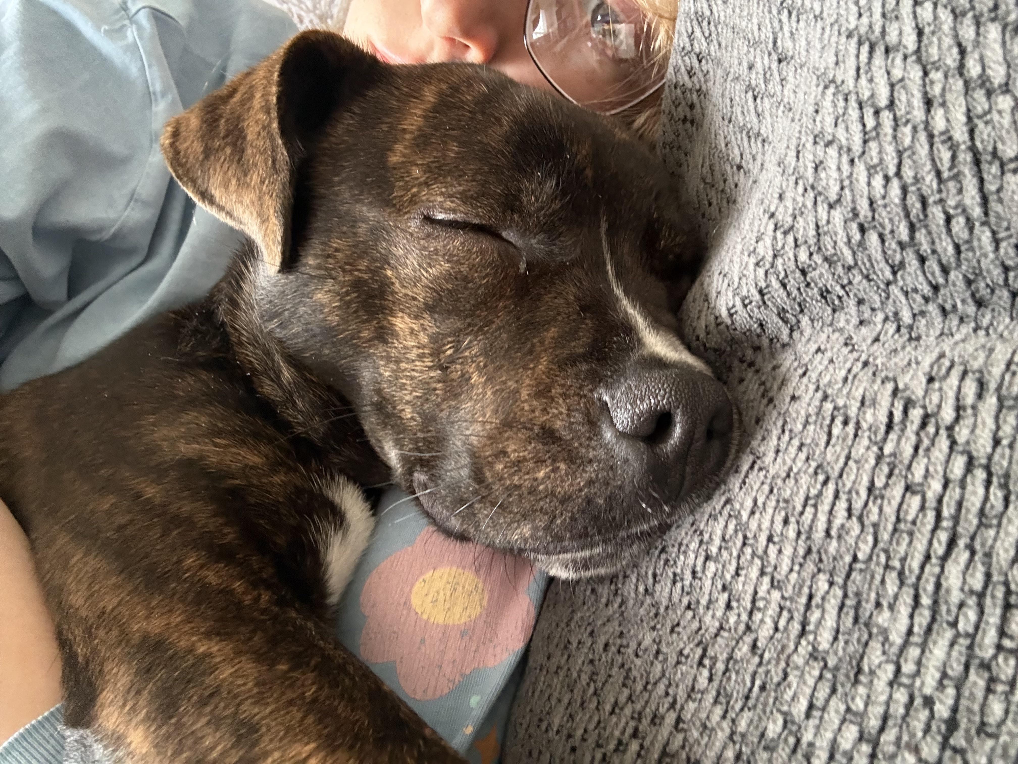 Enlarge Stevie, an adopted mixed breed in INDIANAPOLIS, IN image 5/6