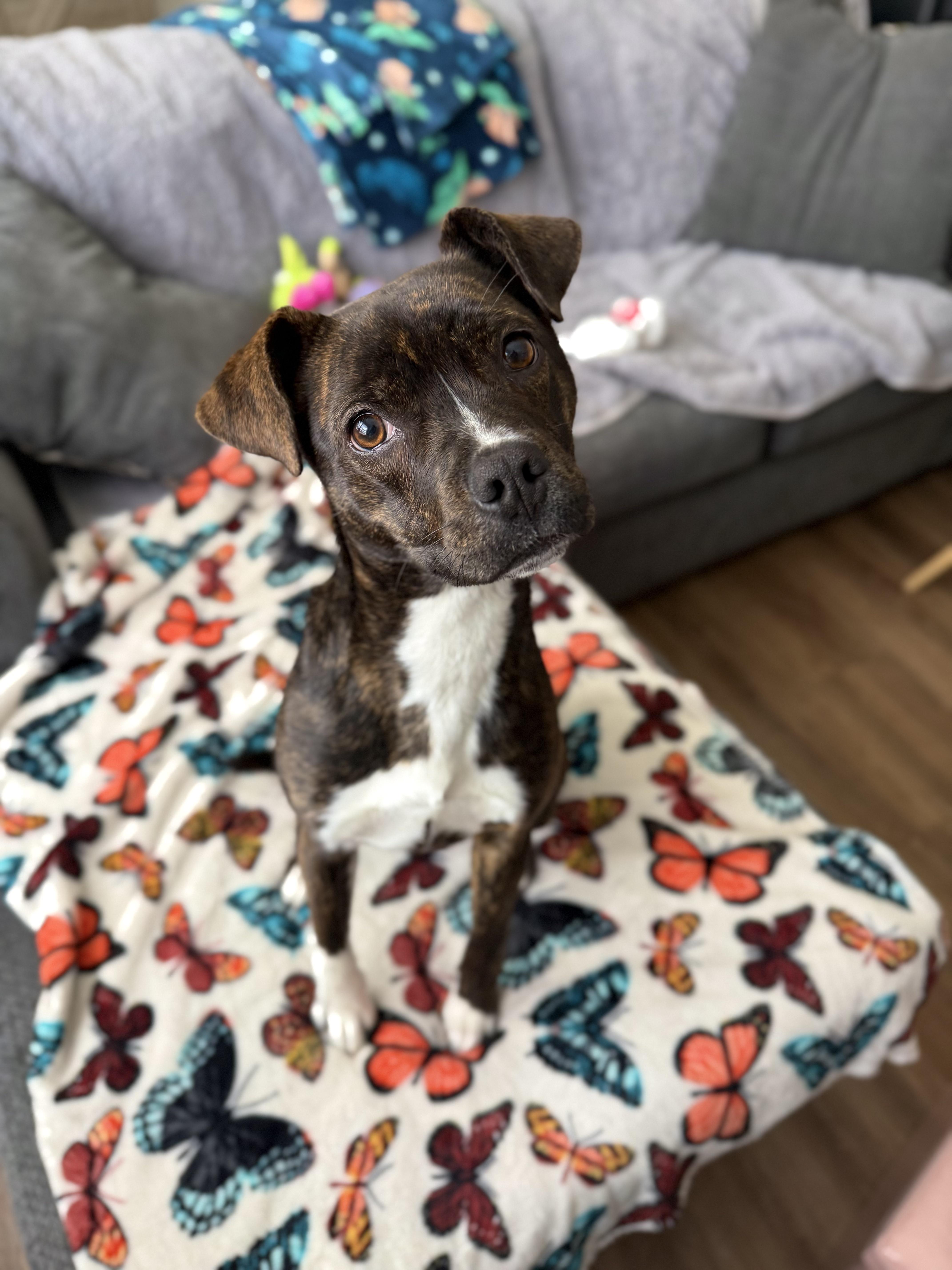 Enlarge Stevie, an adopted mixed breed in INDIANAPOLIS, IN image 6/6