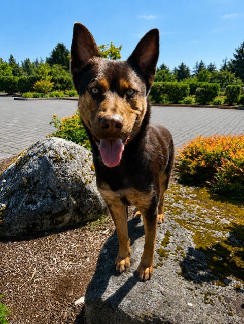 Finn, Adoptable, Adult Male German Shepherd Dog & Mixed Breed.