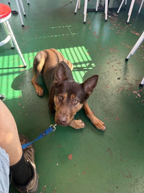 Finn, a Adoptable mixed breed in Seattle, WA image 2/4