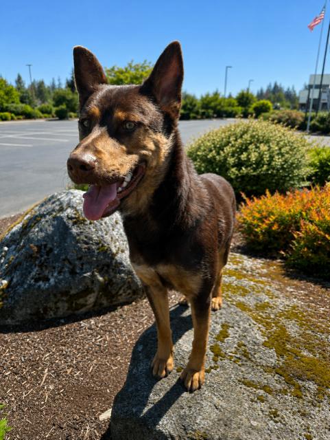 Finn, a Adoptable mixed breed in Seattle, WA image 3/4