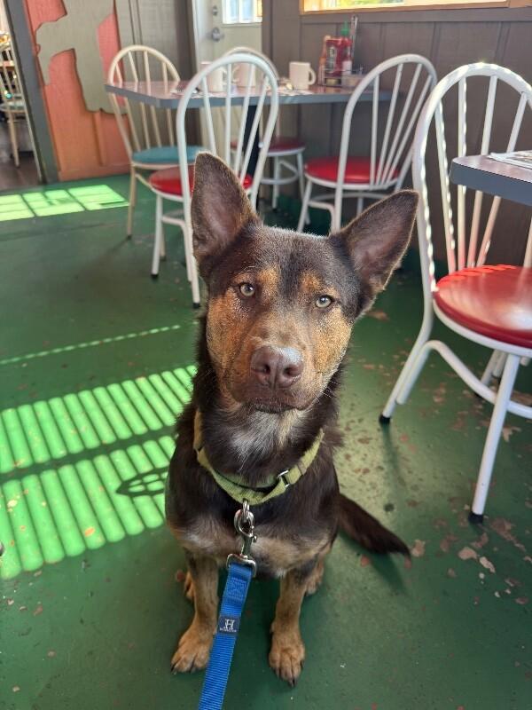 Finn, a Adoptable mixed breed in Seattle, WA image 4/4