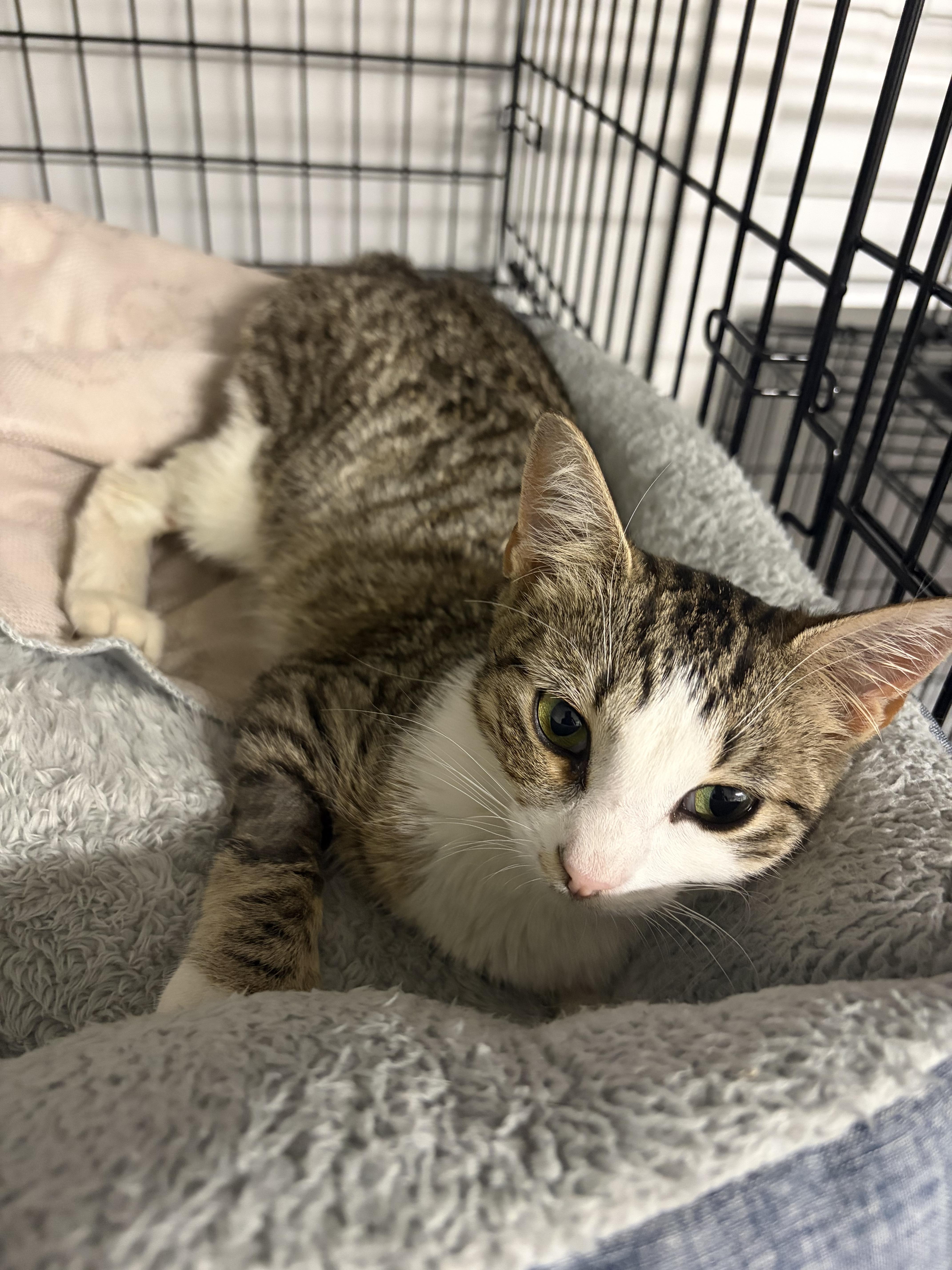Enlarge Panayiota, a Adoptable Domestic Short Hair in North Haledon, NJ image 1/6