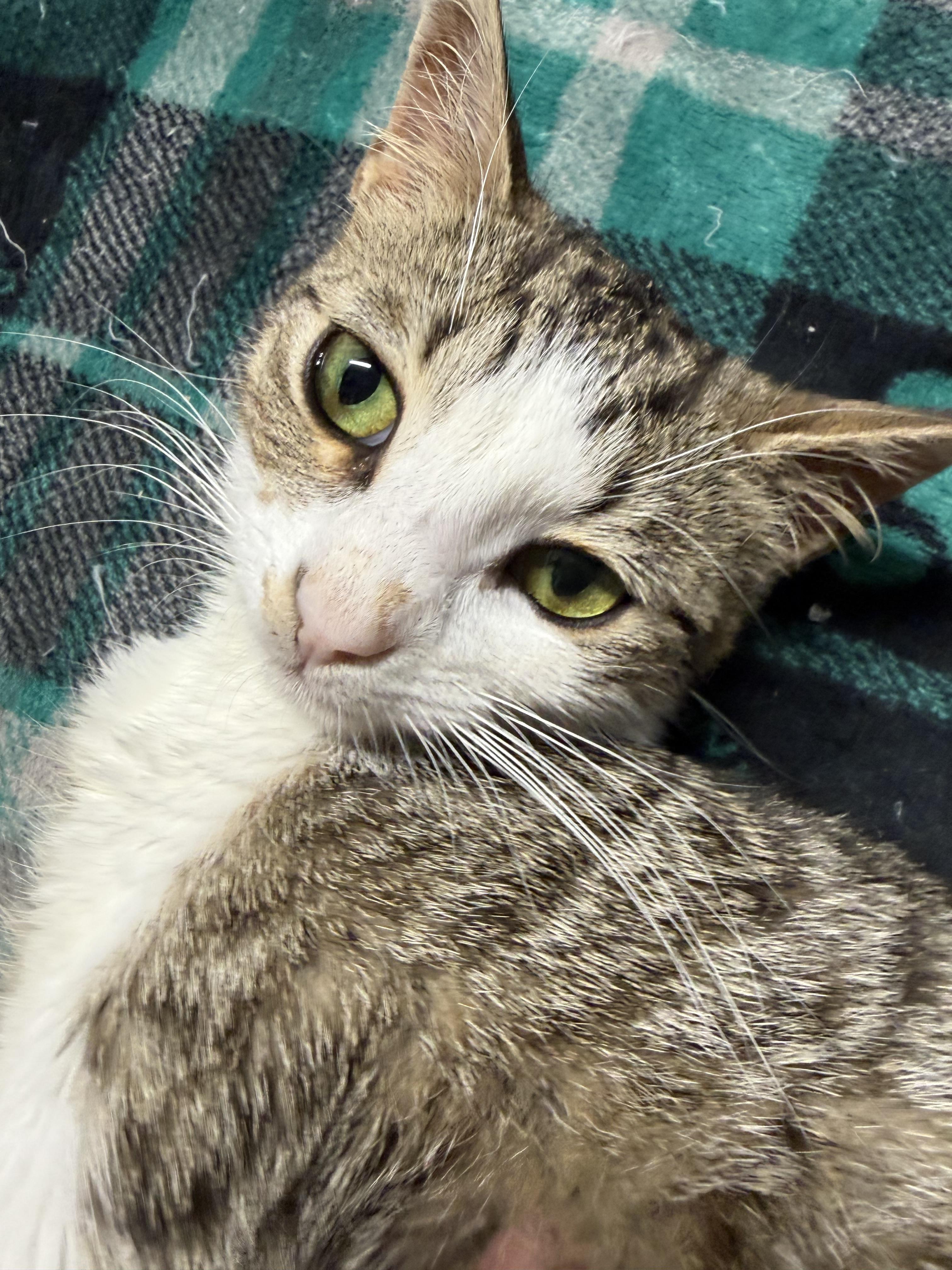 Enlarge Panayiota, a Adoptable Domestic Short Hair in North Haledon, NJ image 2/6