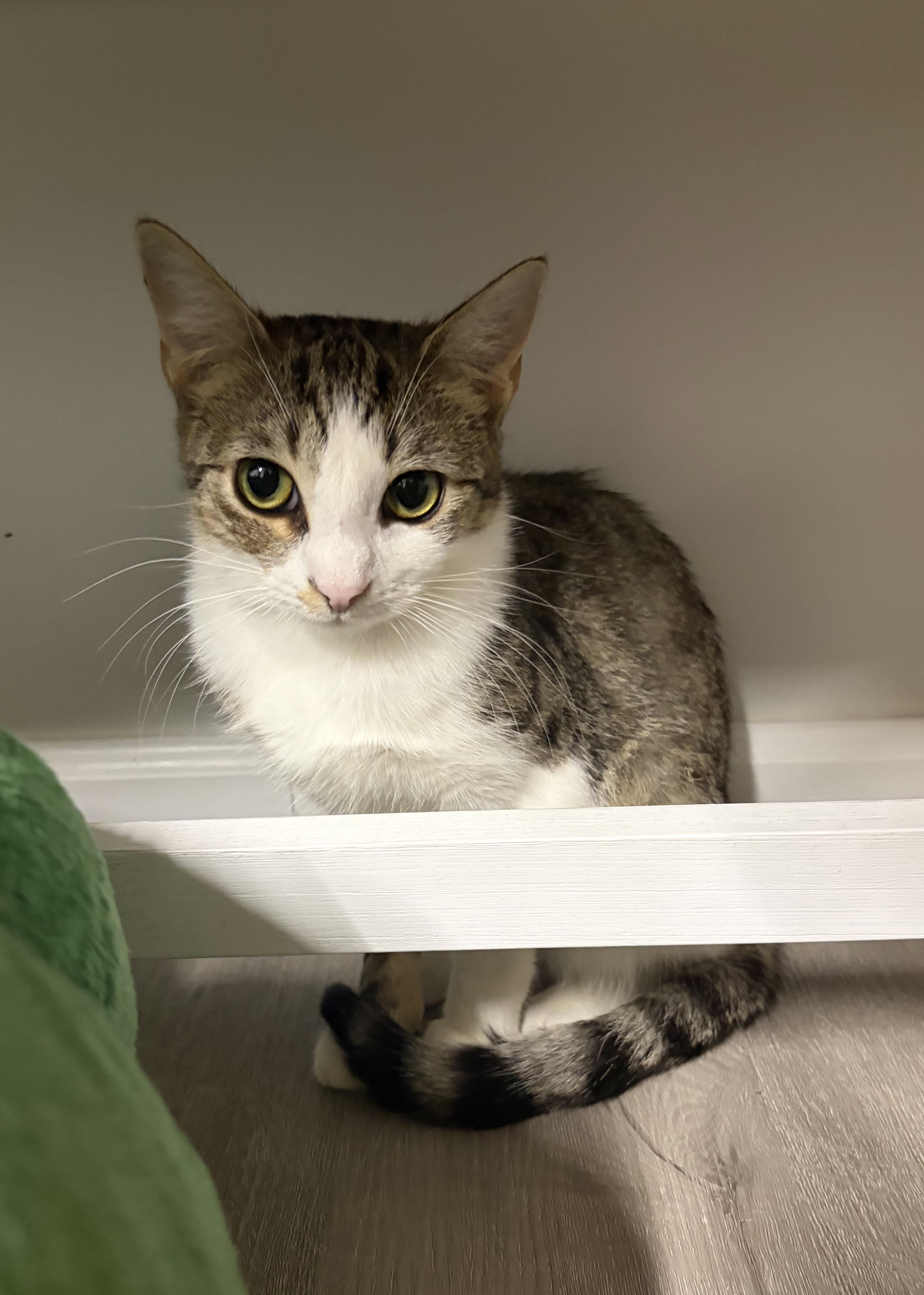 Enlarge Panayiota, a Adoptable Domestic Short Hair in North Haledon, NJ image 3/6