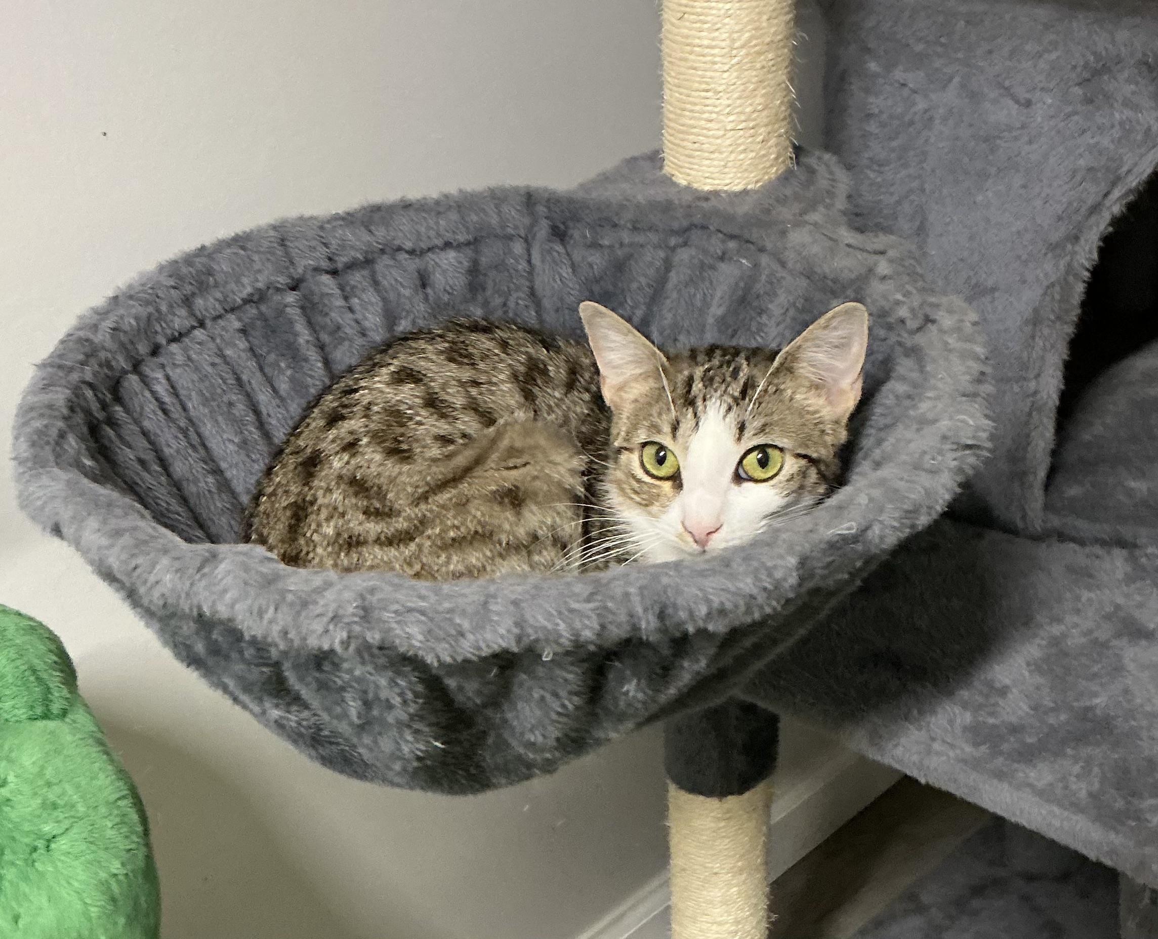 Enlarge Panayiota, a Adoptable Domestic Short Hair in North Haledon, NJ image 4/6