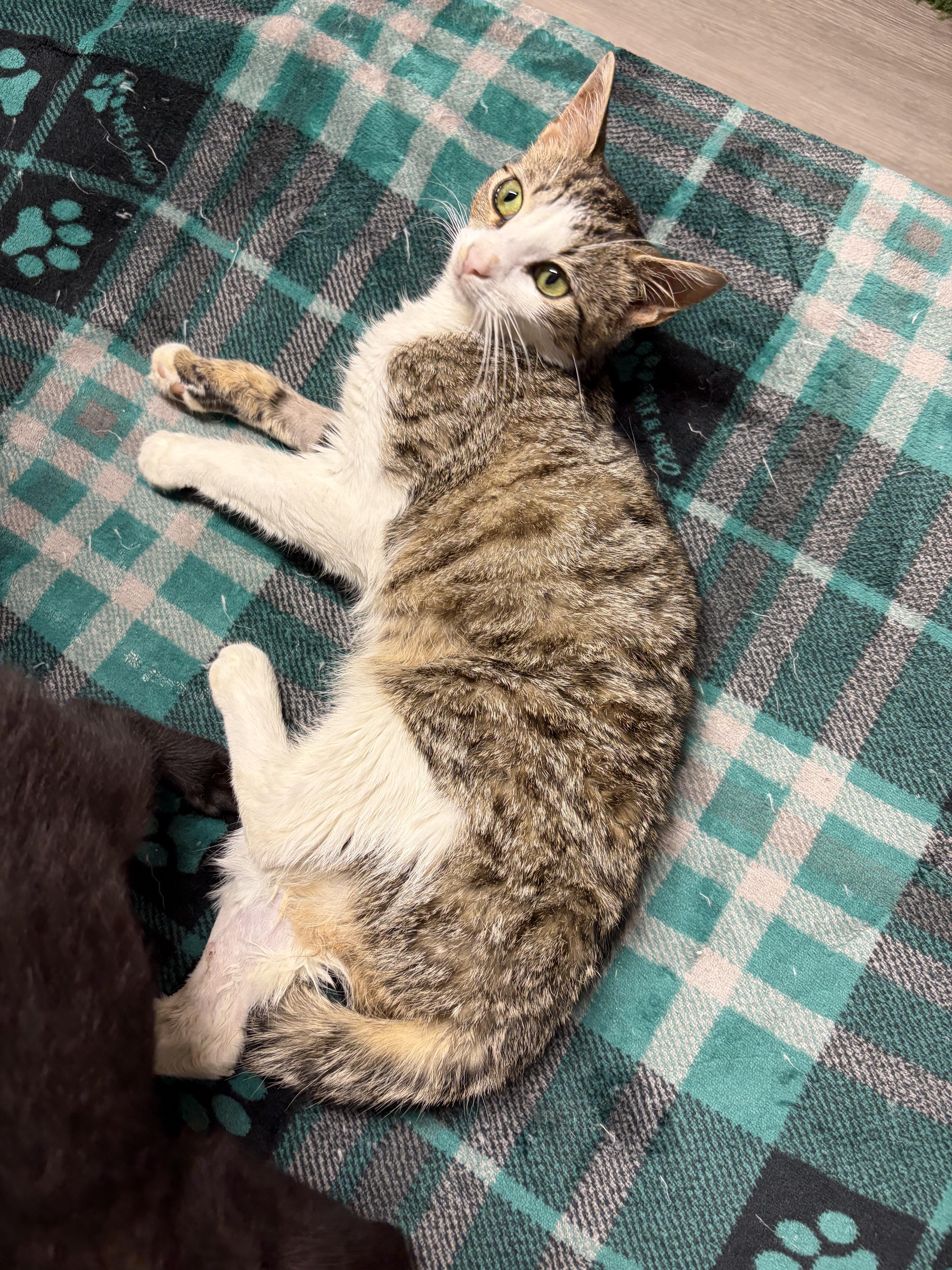 Enlarge Panayiota, a Adoptable Domestic Short Hair in North Haledon, NJ image 5/6