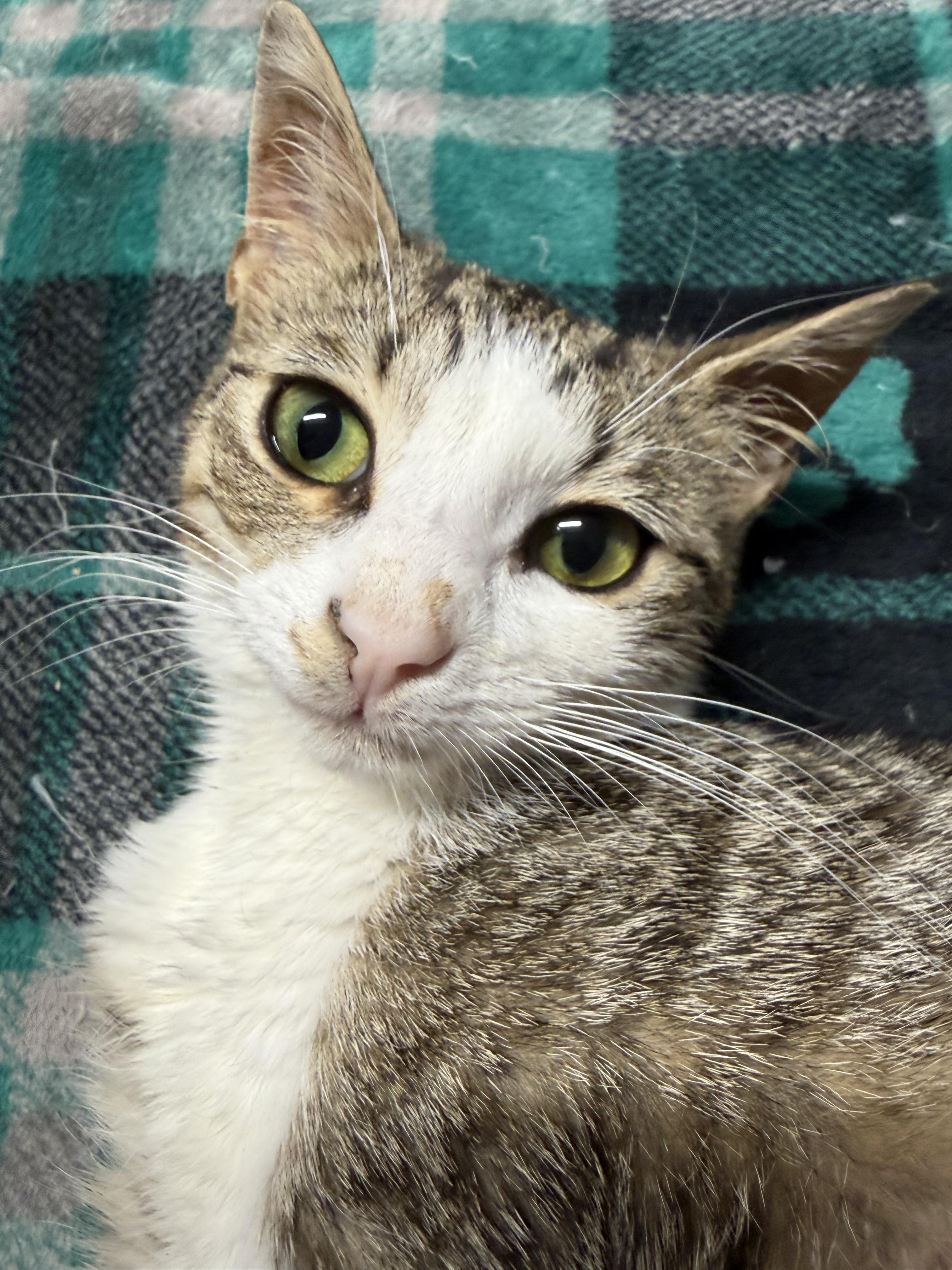 Enlarge Panayiota, a Adoptable Domestic Short Hair in North Haledon, NJ image 6/6