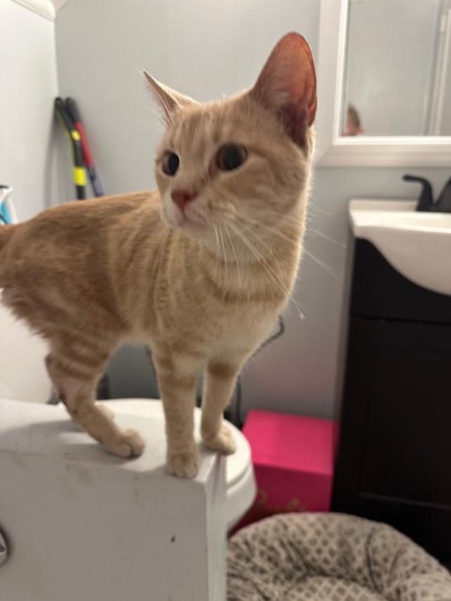 Cheddar, Adoptable, Adult Female Domestic Short Hair.