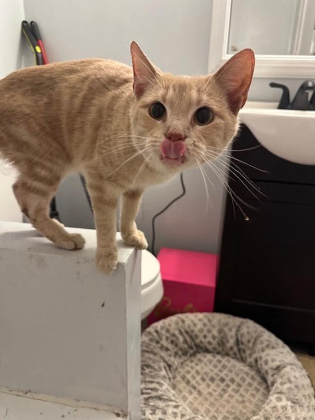 Enlarge Cheddar, a Adoptable mixed breed in Terre Haute, IN image 2/2