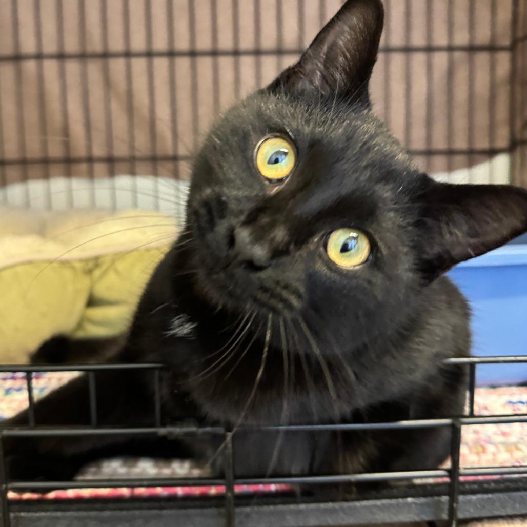 Schmitty, Adoptable, Young Male Domestic Short Hair.