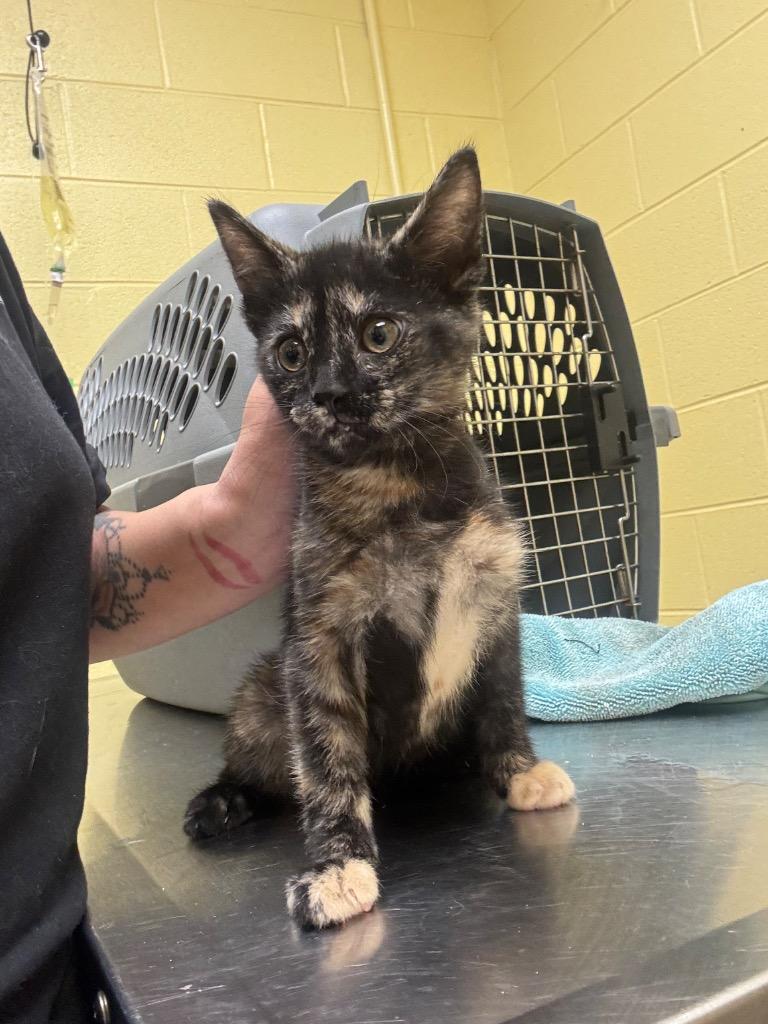 Bonnie, Adoptable, Kitten Female Domestic Short Hair.