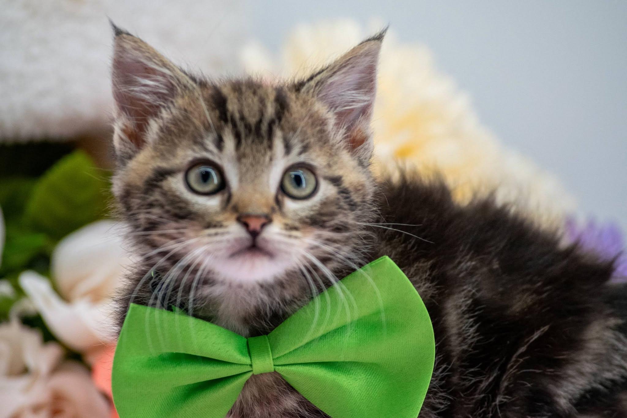 Sloth, an adopted Domestic Short Hair in Sevierville, TN image 2/4