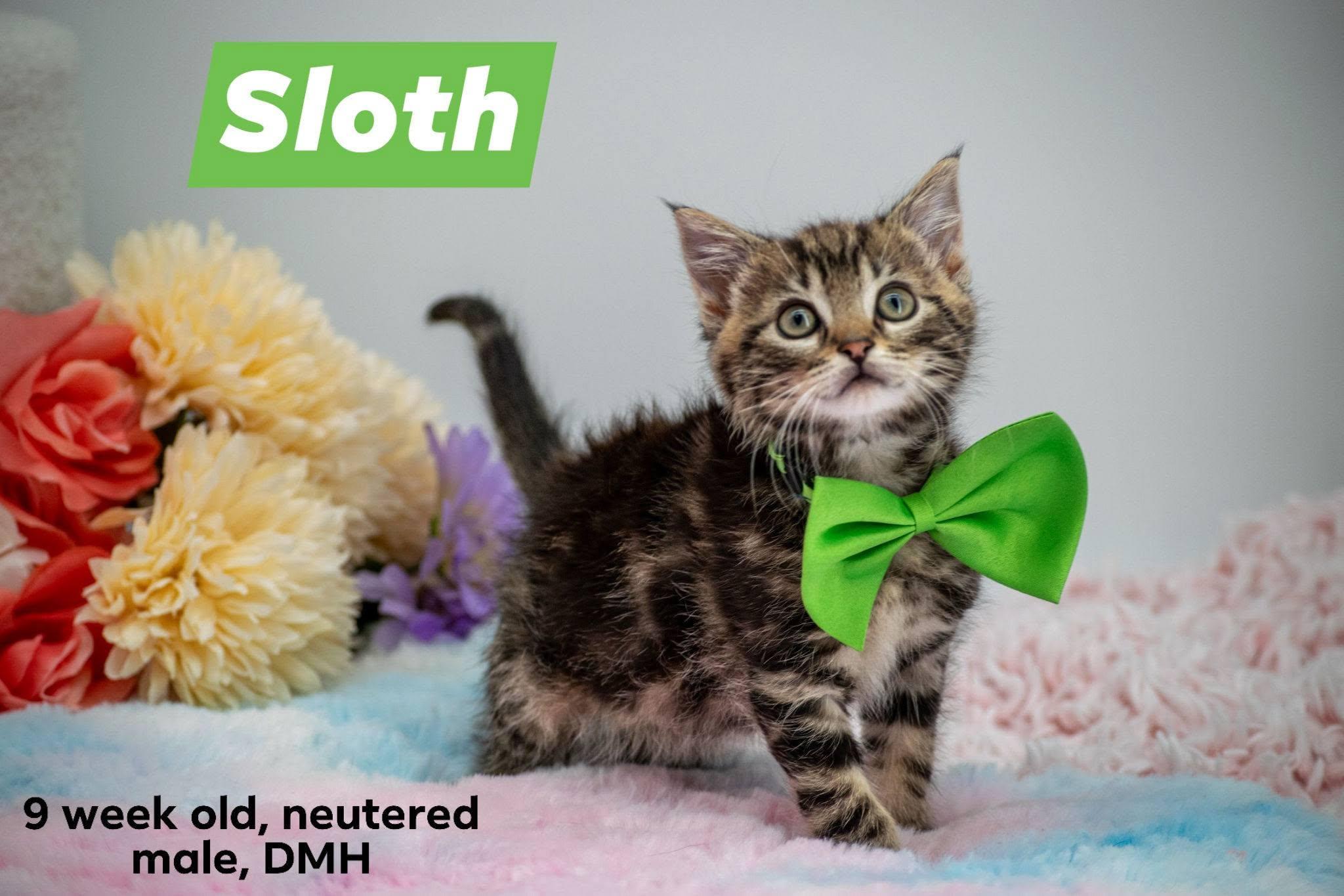 Sloth, an adopted Domestic Short Hair in Sevierville, TN image 1/4