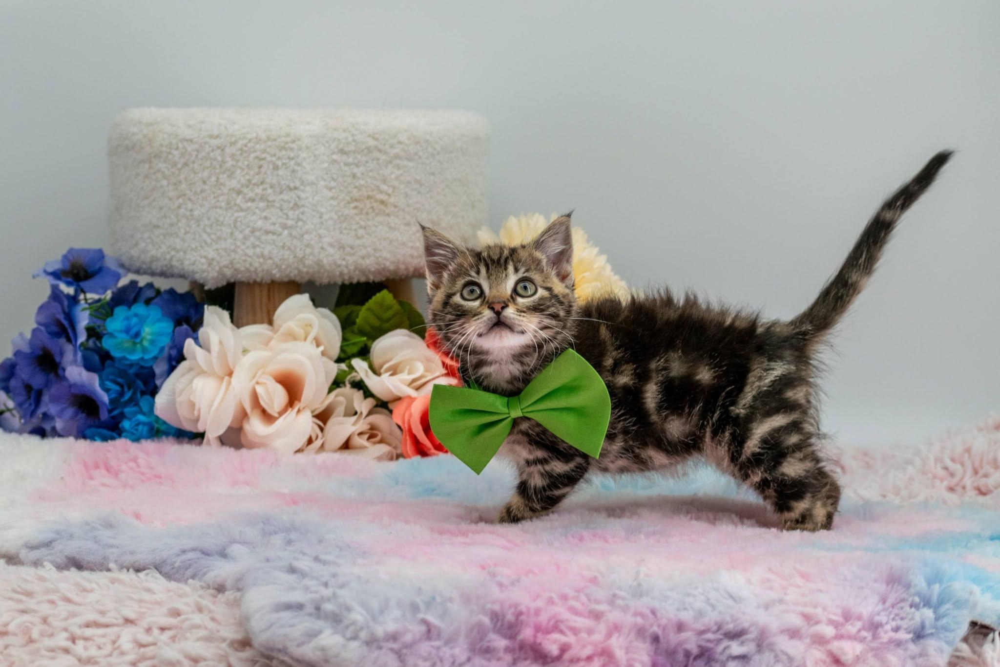 Sloth, an adopted Domestic Short Hair in Sevierville, TN image 3/4