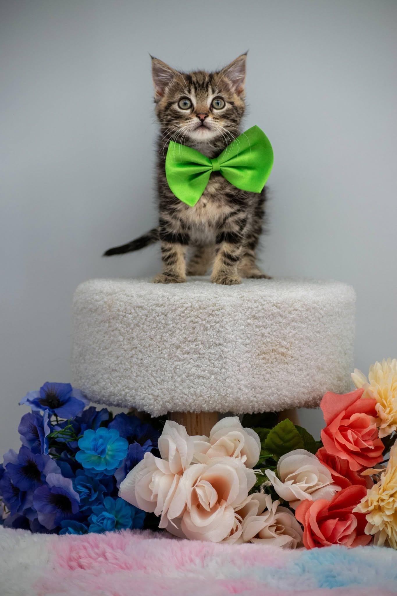 Sloth, an adopted Domestic Short Hair in Sevierville, TN image 4/4