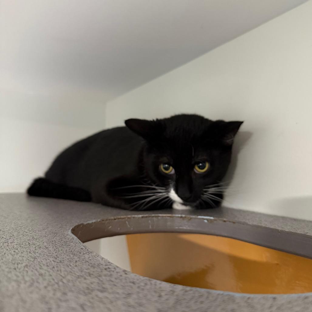 Sebastian, Adoptable, Young Male Domestic Short Hair.