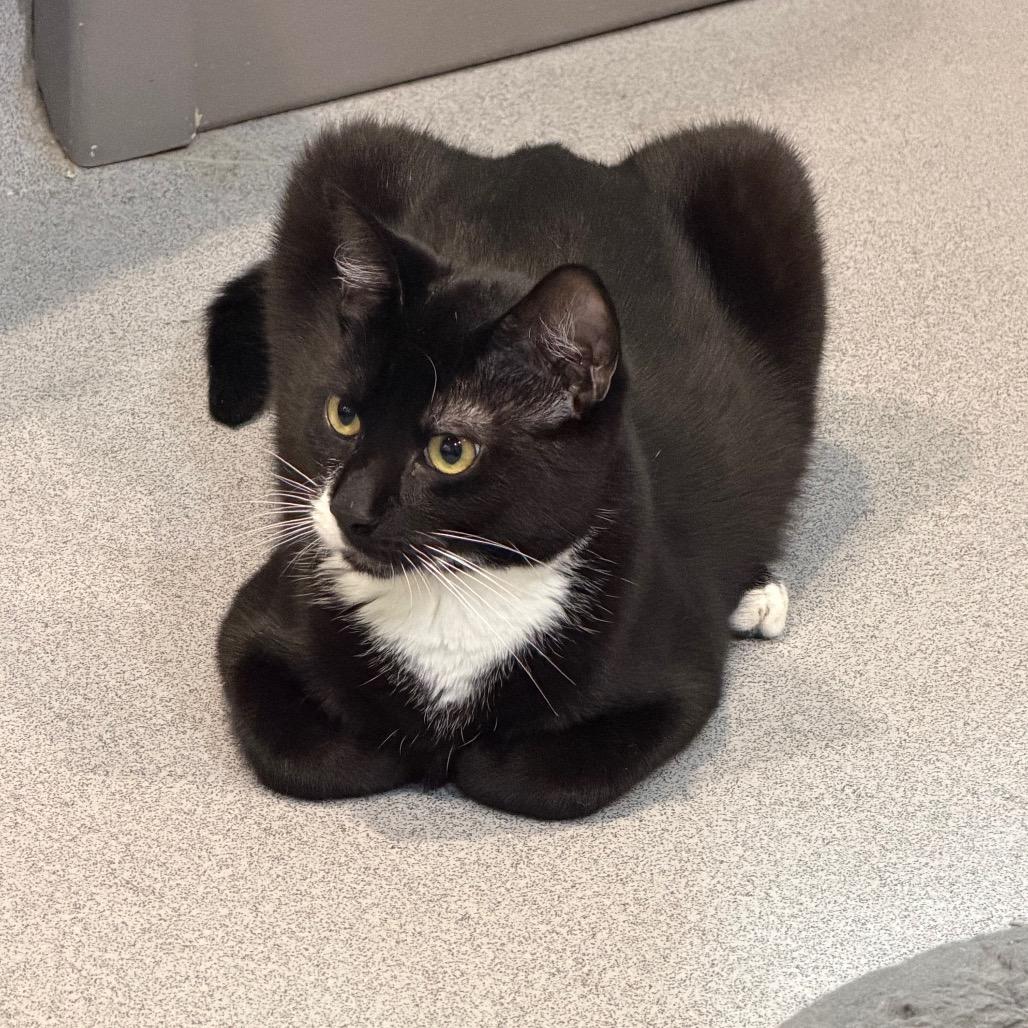 Enlarge Sebastian, a Adoptable Domestic Short Hair in Oyster Bay, NY image 2/4