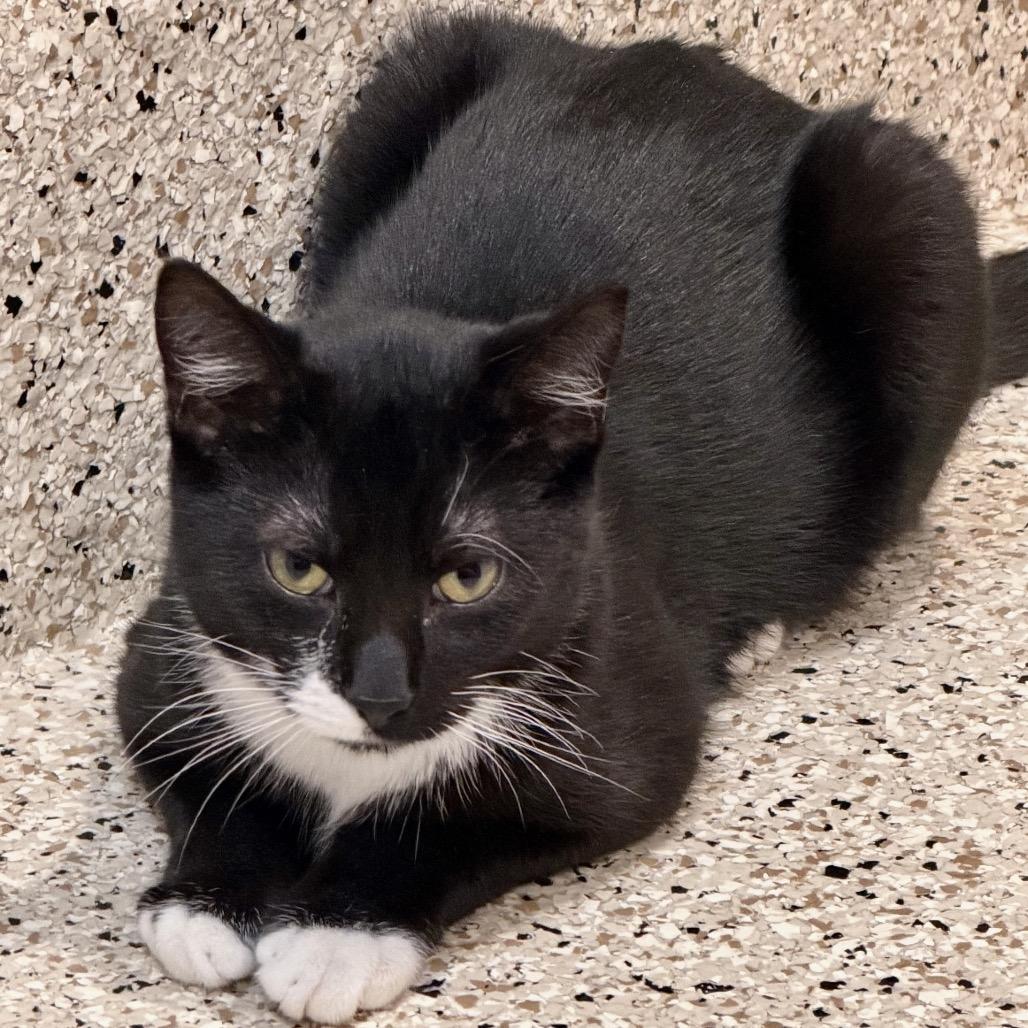 Sebastian, Adoptable, Young Male Domestic Short Hair.