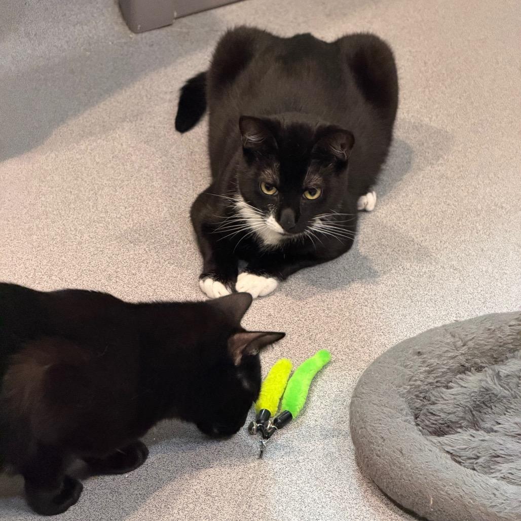 Enlarge Sebastian, a Adoptable Domestic Short Hair in Oyster Bay, NY image 4/4