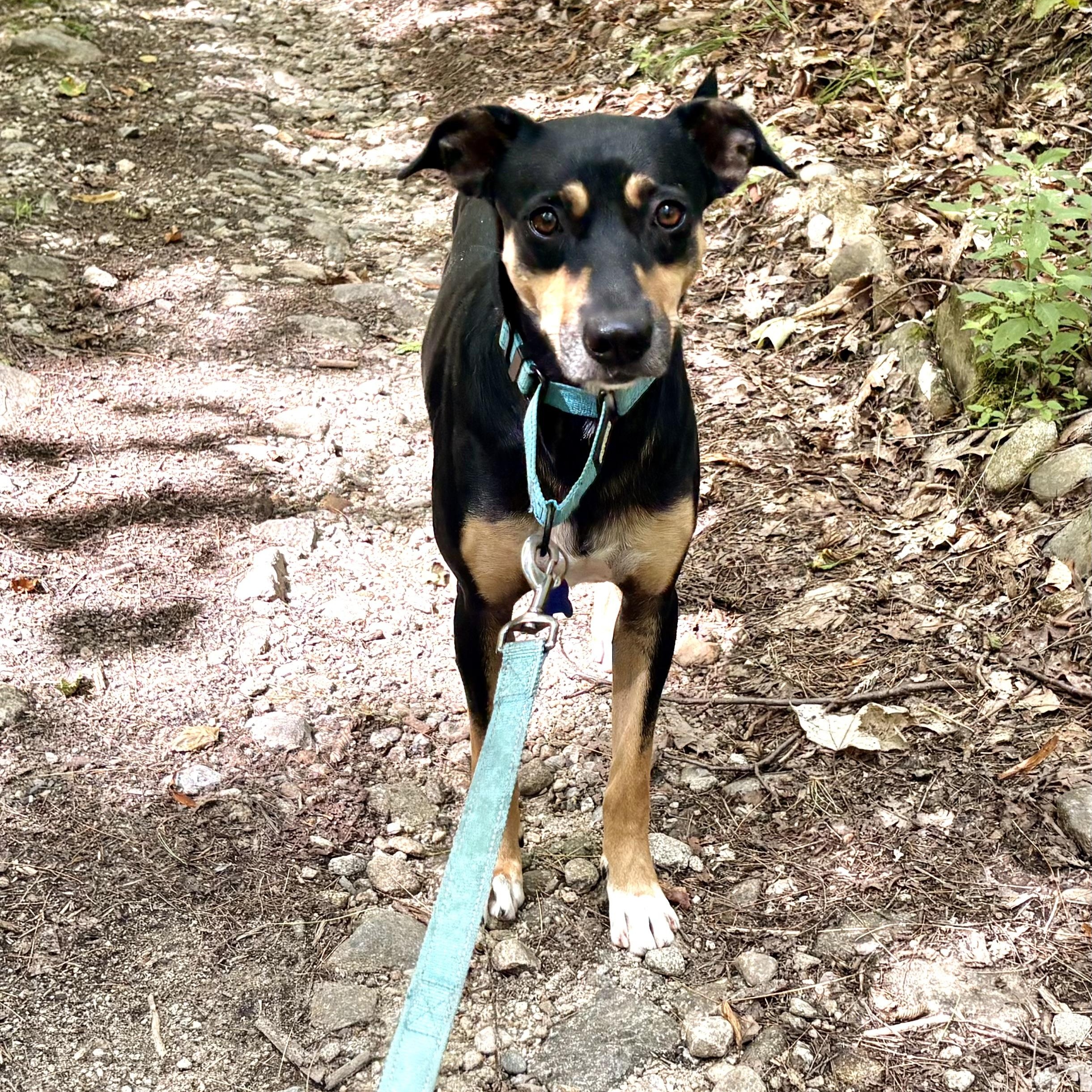 Enlarge Niko, a Adoptable mixed breed in Weare, NH image 1/6
